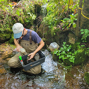 A staff scientist cleaning off rocks in a shallow pond.
